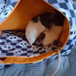 Meet Henry and Carlton